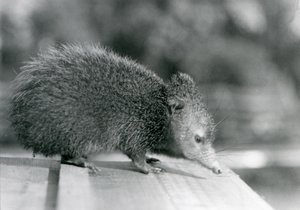 Un tenrec au zoo de Londres en 1929 - Frederick William Bond