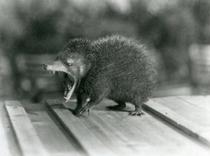 Un tenrec avec la bouche ouverte, montrant sa large ouverture et ses dents acérées, Zoo de Londres