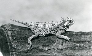 Un lézard cornu du Texas/Horned Toad/Horny Toad reposant sur une bûche au Zoo de Londres en août 1928 (photo n/b) - Frederick William Bond