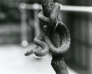 Un serpent rat du Texas enroulé autour d