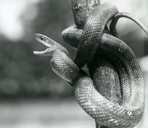 Un serpent rat du Texas bâillant, enroulé autour d