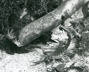 Un scorpion du Texas au zoo de Londres en 1928 - Frederick William Bond