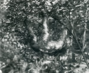 Un paresseux à trois doigts suspendu à une branche feuillue au zoo de Londres. Août 1920. - Frederick William Bond