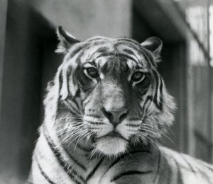 Un tigre au Zoo de Londres en juillet 1924