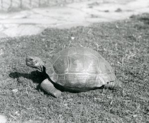Une tortue sur l