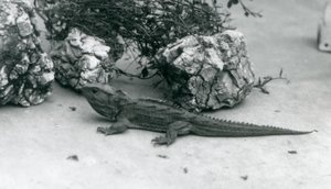 Un tuatara au zoo de Londres en 1927