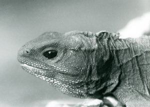 Un Tuatara au Zoo de Londres en 1928 (photo n/b)
