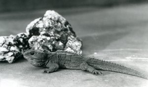 Un tuatara devant un rocher, zoo de Londres en 1928
