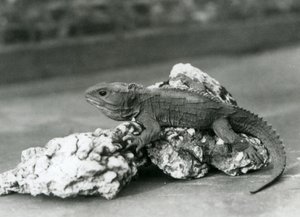 Un Tuatara, allongé sur un rocher, au Zoo de Londres en 1929 (photo n/b)