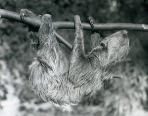 Un paresseux à deux doigts suspendu à une branche coupée, zoo de Londres, 1927 - Frederick William Bond