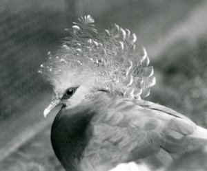 Un pigeon couronné de Victoria au zoo de Londres en septembre 1927