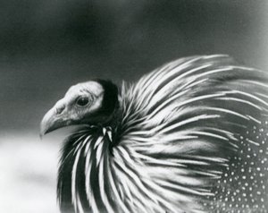 Un pintade vulturine au zoo de Londres en 1927