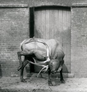 Un wapiti mâle debout dans son enclos au Zoo de Londres en septembre 1927 - Frederick William Bond