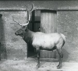 Un wapiti debout dans son enclos au Zoo de Londres en septembre 1927 - Frederick William Bond