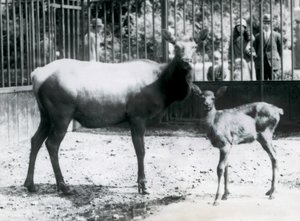 Un wapiti/élan avec son faon dans leur enclos avec des visiteurs regardant à travers les barreaux, zoo de Londres - Frederick William Bond