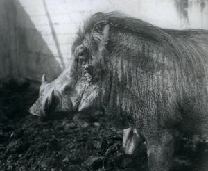 Un phacochère debout dans la boue, Zoo de Londres, 1927 - Frederick William Bond