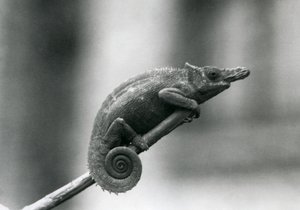 Un caméléon à deux cornes d