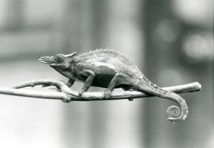 Un caméléon à deux cornes d