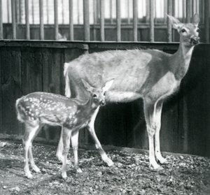 Un cerf de Virginie à queue blanche avec son faon au zoo de Londres en août 1927