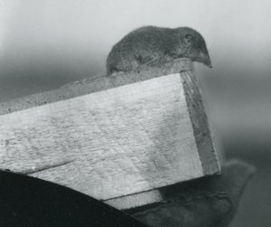 Une musaraigne blanche au zoo de Londres - Frederick William Bond
