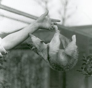 Un jeune tamandua à collier accroché aux doigts de son gardien avec sa queue préhensile alors qu