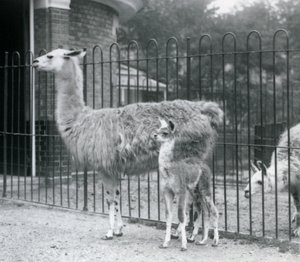 Un bébé lama avec sa mère au Zoo de Londres, 1926