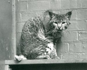 Un lynx roux regardant vers le bas depuis une corniche, dans son enclos, Zoo de Londres, mars 1925 - Frederick William Bond