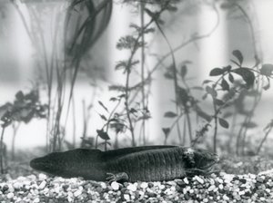 Un axolotl noir/salamandre mexicaine reposant sur du gravier au fond d