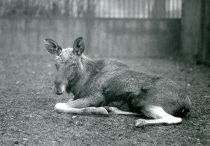 Un élan mâle, montrant les cicatrices de ses bois récemment tombés, couché au Zoo de Londres, janvier 1926 - Frederick William Bond