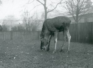 Un élan mâle dans son enclos, Zoo de Londres, janvier 1926 (photo n/b) - Frederick William Bond