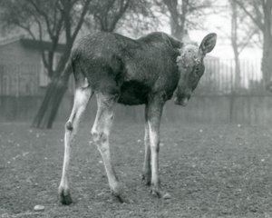 Un élan mâle, avec des blessures de ses bois récemment tombés, debout au Zoo de Londres, janvier 1926 - Frederick William Bond