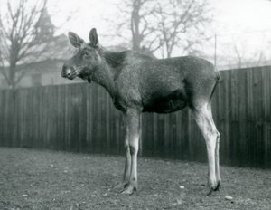Un élan mâle, avec des blessures de ses bois récemment tombés, debout au Zoo de Londres, janvier 1926 - Frederick William Bond