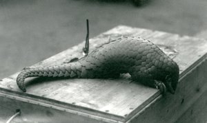 Un pangolin chinois en danger critique d