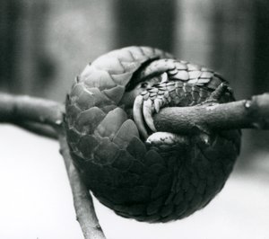 Un pangolin chinois en danger critique de disparition reposant, enroulé autour d