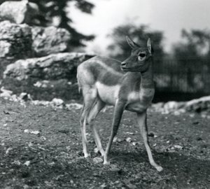 Un blackbuck femelle au zoo de Londres en 1924 - Frederick William Bond