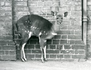 Un bushbuck du Cap femelle debout contre un mur au Zoo de Londres en octobre 1927 - Frederick William Bond