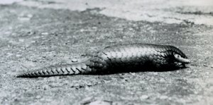 Une femelle pangolin chinois au zoo de Londres en août 1925