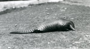 Une femelle pangolin chinois au zoo de Londres en août 1925