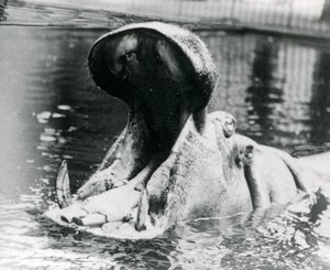 Une femelle hippopotame, 