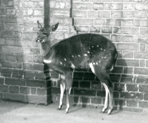 Une femelle imbabala ou bushbuck du Cap debout contre un mur au zoo de Londres, 6 octobre 1927 - Frederick William Bond