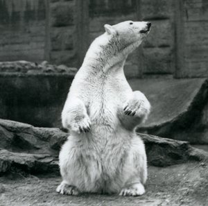 Une ourse polaire assise sur ses hanches sur les terrasses Mappin au zoo de Londres en septembre 1928 - Frederick William Bond