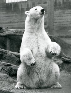 Une ourse polaire assise sur ses hanches sur les terrasses Mappin au zoo de Londres en septembre 1928 - Frederick William Bond