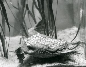 Une femelle crapaud de Surinam avec ses œufs incrustés dans la peau de son dos, Zoo de Londres - Frederick William Bond