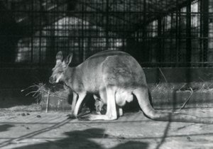 Une femelle kangourou rouge avec son petit dans sa poche, Zoo de Londres, 1922 - Frederick William Bond