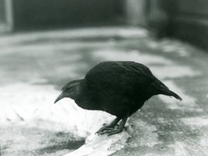 Un WekaMaori sans ailes au zoo de Londres en 1927 - Frederick William Bond