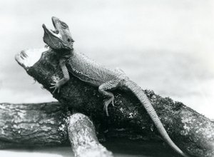 Un dragon barbu bâillant accroché à une bûche, zoo de Londres, août 1928