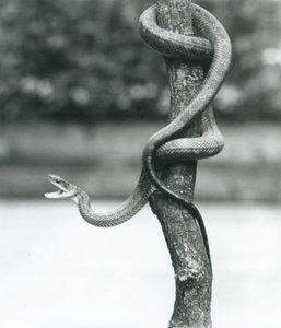 Un Serpent Ratier du Texas béant enroulé autour d