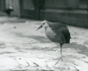Un râle à cou gris ou râle à capuchon gris (Aramides cajaneus) debout sur une patte au zoo de Londres en septembre 1927 - Frederick William Bond