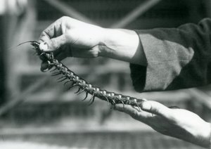 Un gardien tenant un mille-pattes géant dans ses mains, Zoo de Londres, 1927 - Frederick William Bond