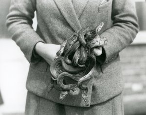 Un gardien tenant un nœud de jeunes pythons royaux au Zoo de Londres en 1931 - Frederick William Bond